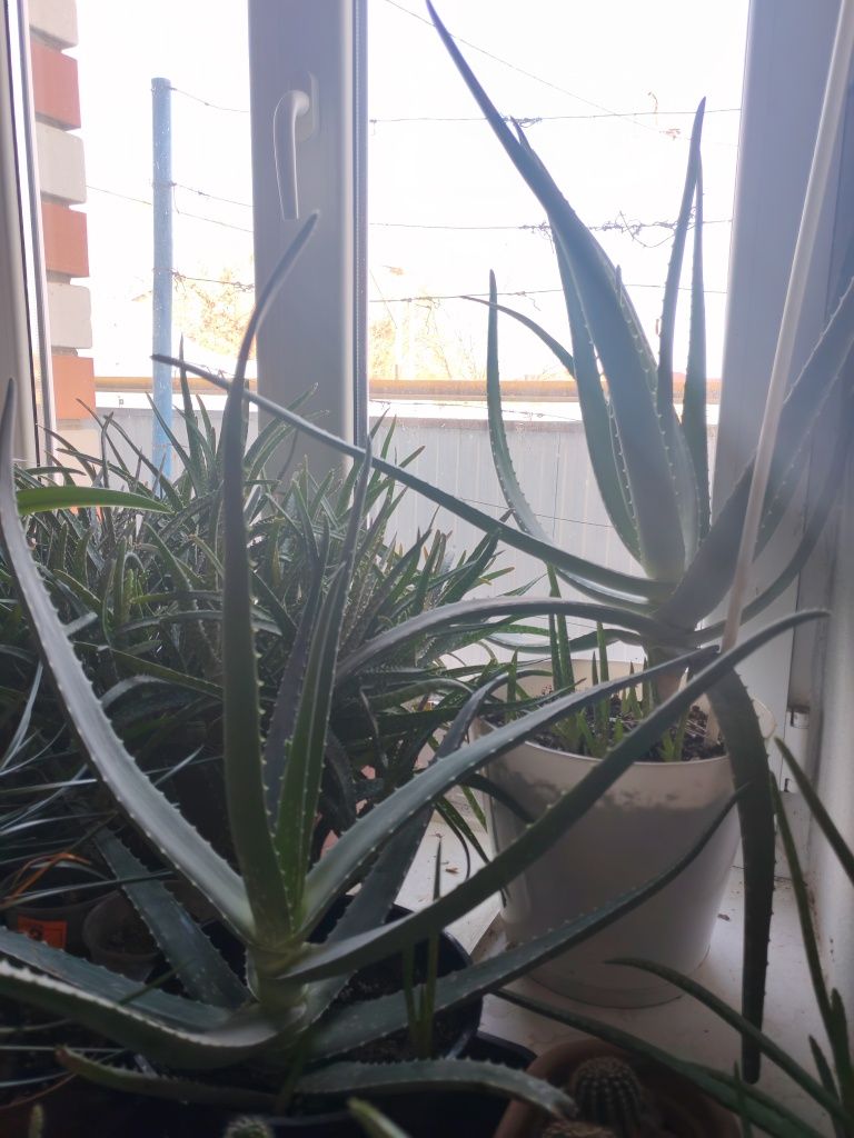 Продам алоэ для лечения