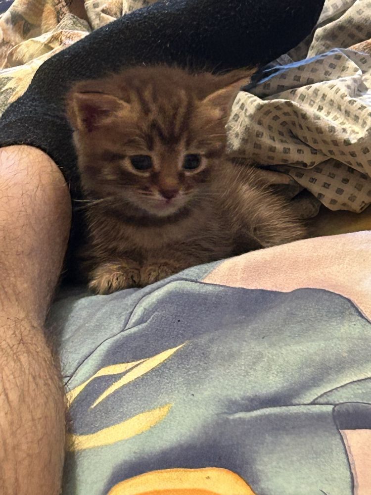 котята бесплатно