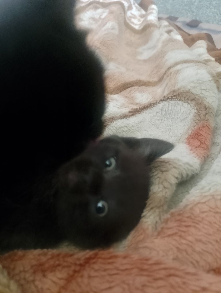 Отдам двух прекрасных котят