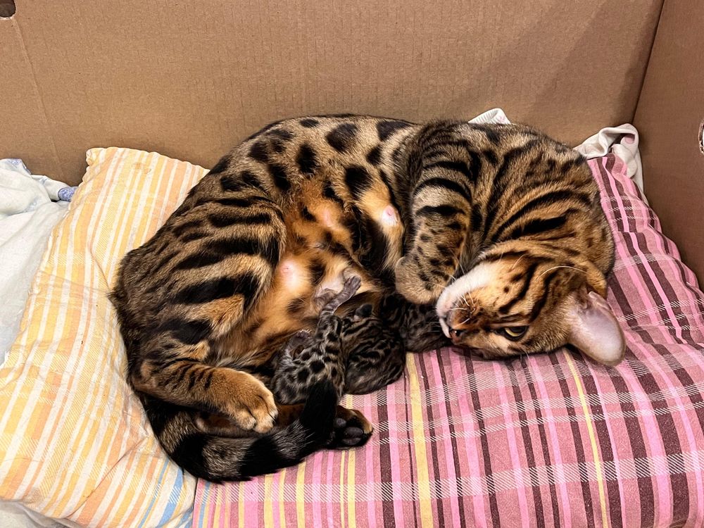 Бенгальские котята