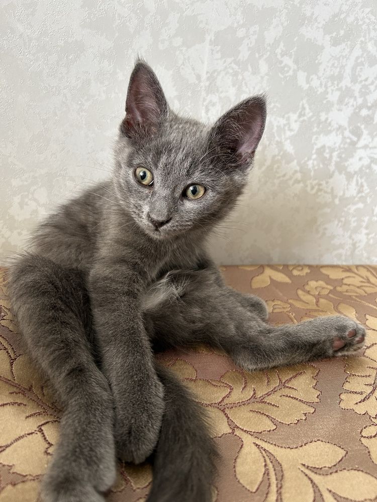 Ищем новый дом для котенка