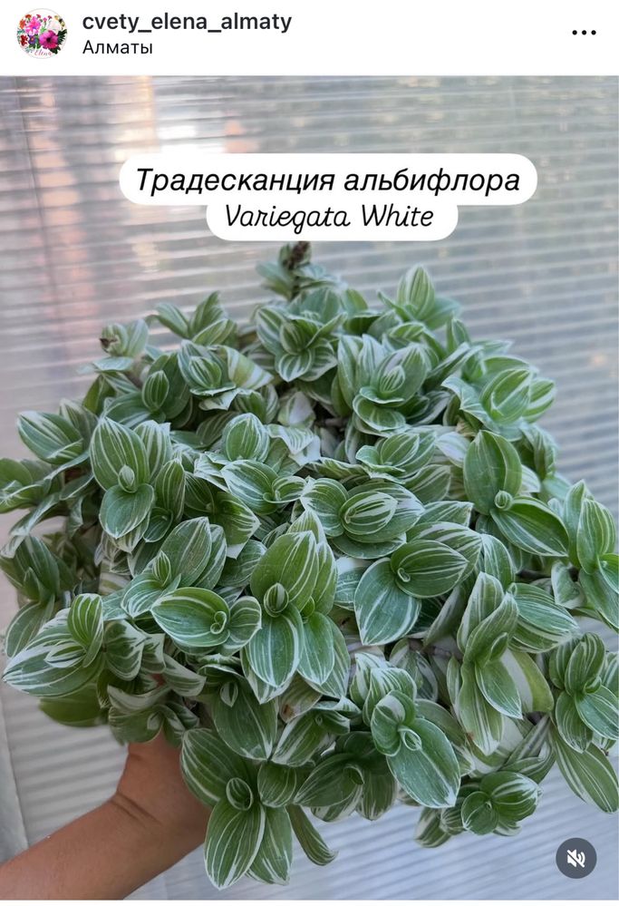 Папоротник, сциндапсус, тунбергия, сингониум, жасмин