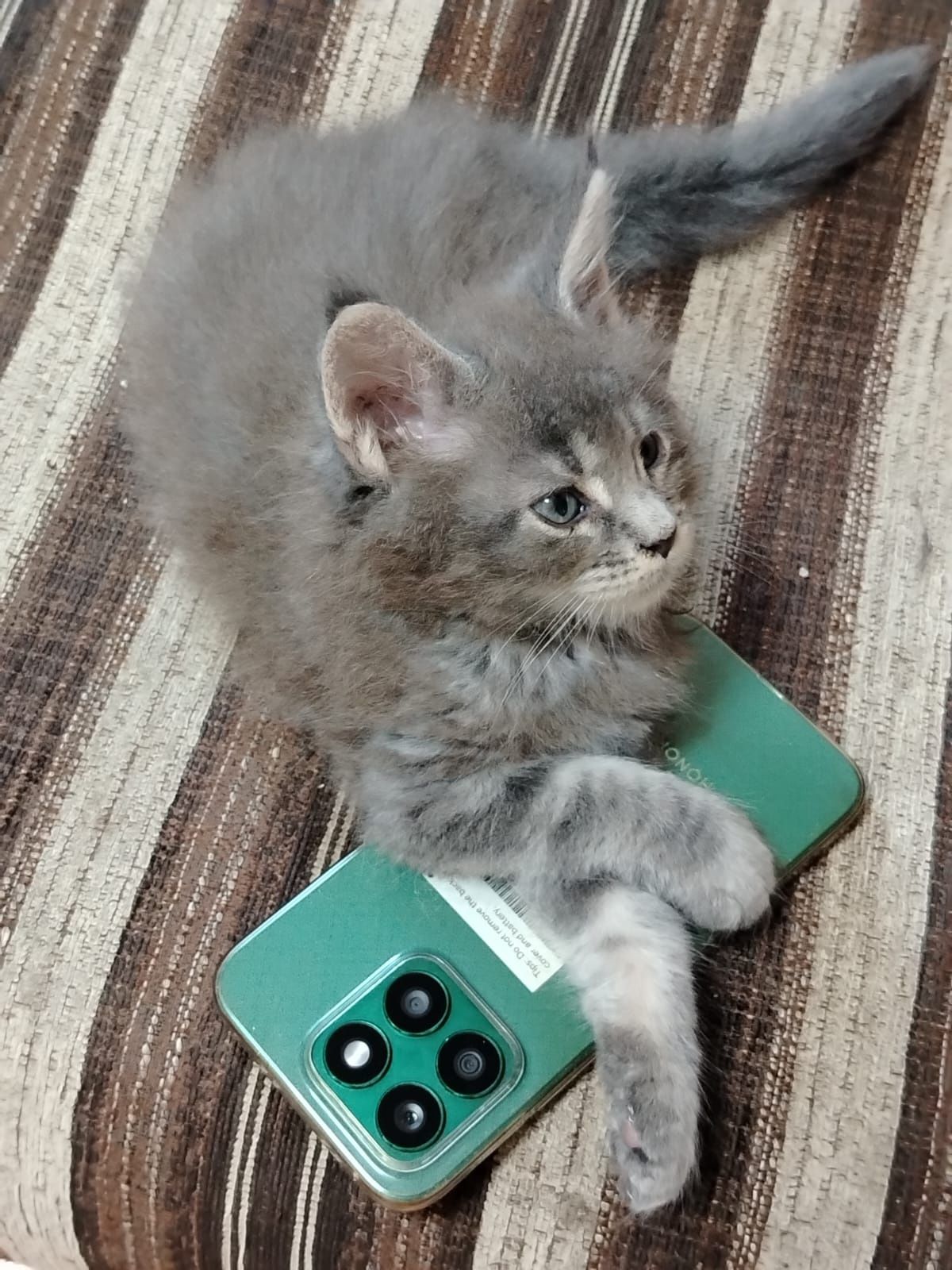 Котёнок Мейн-кун из питомника
