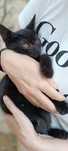 Кошечка которая приносит удачу