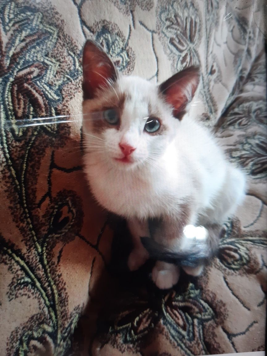 Котята  в добрые руки!