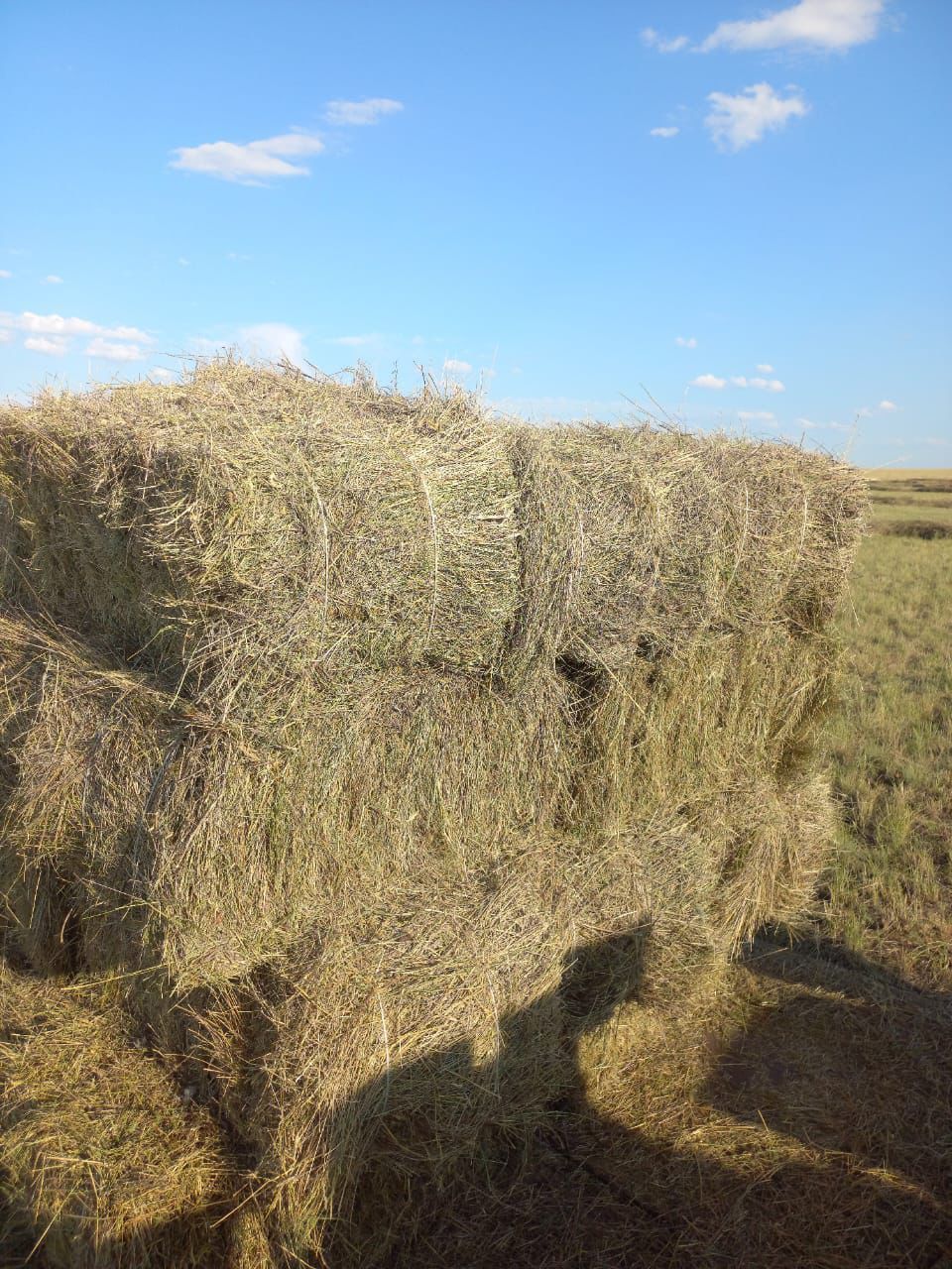 Продам сено тюках