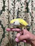 Ручной попугай Неразлучник