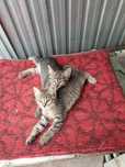 Отдам красивых котят.