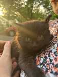 Котенок в добрые руки