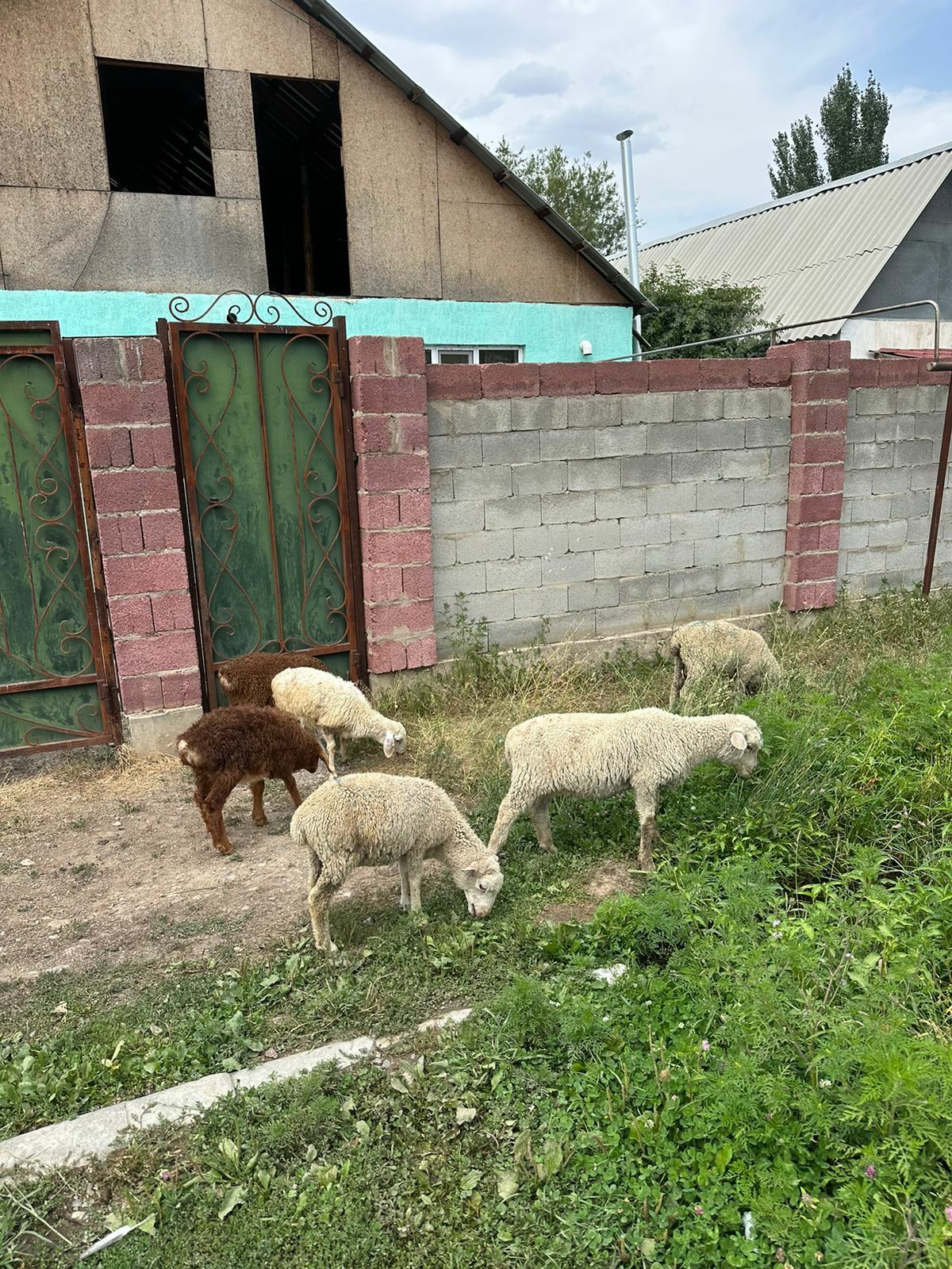 Срочно 28 бас қозы сатылады