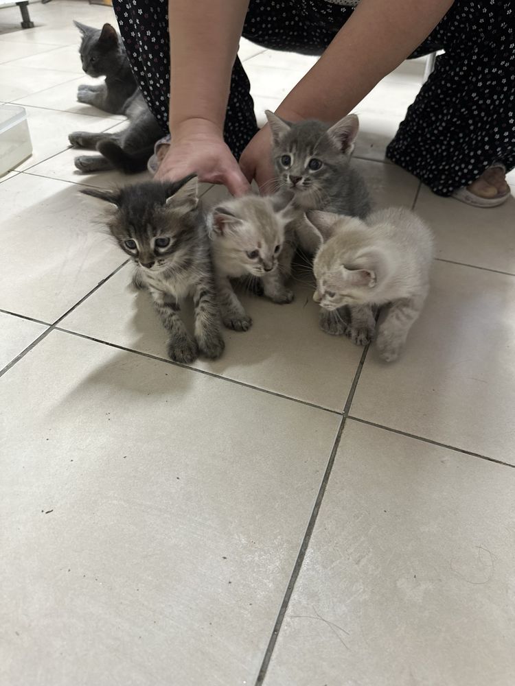 Отдаем милых котят в добрые руки