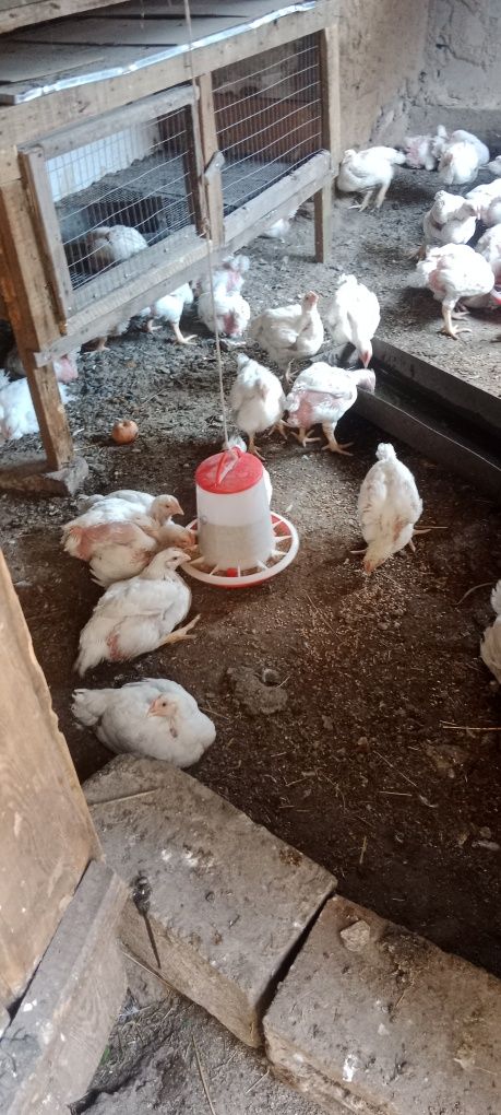 Продам бройлеров