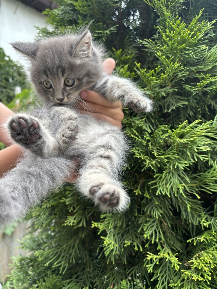 Отдам пушистенькую девочку