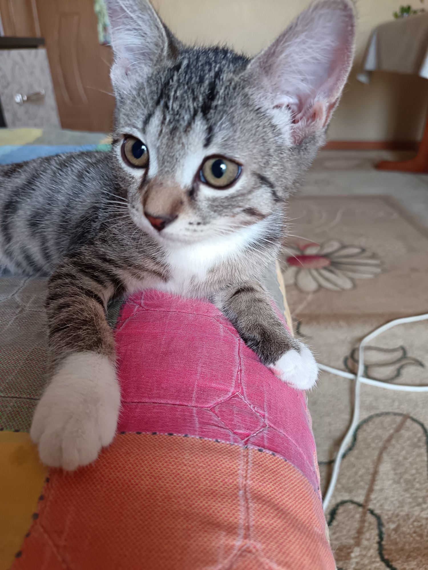 Котёнок 4 месяца