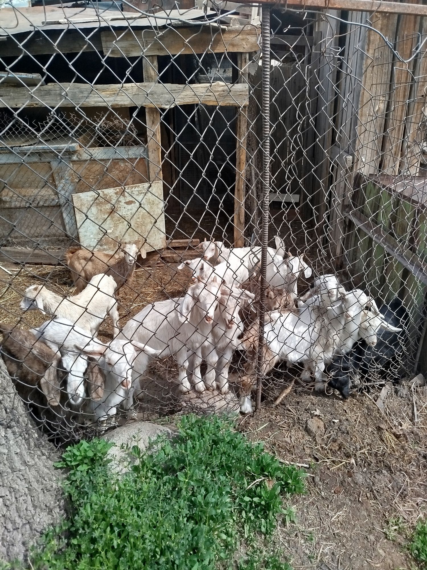 Козлята и козочки