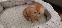 Персидские котята