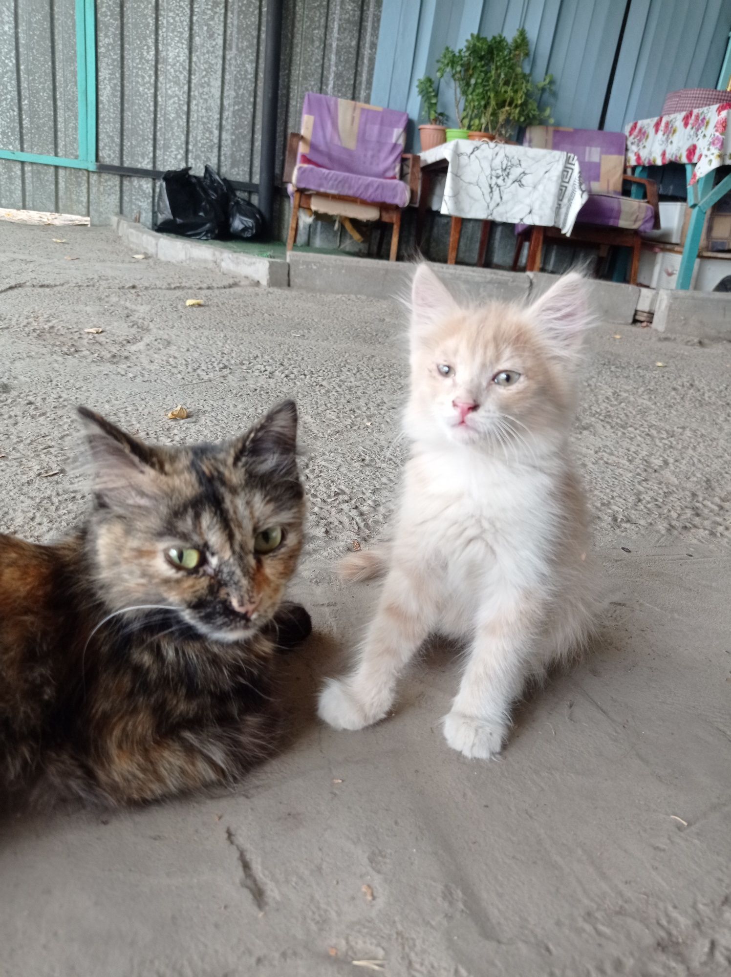 Котята отдам бесплатно