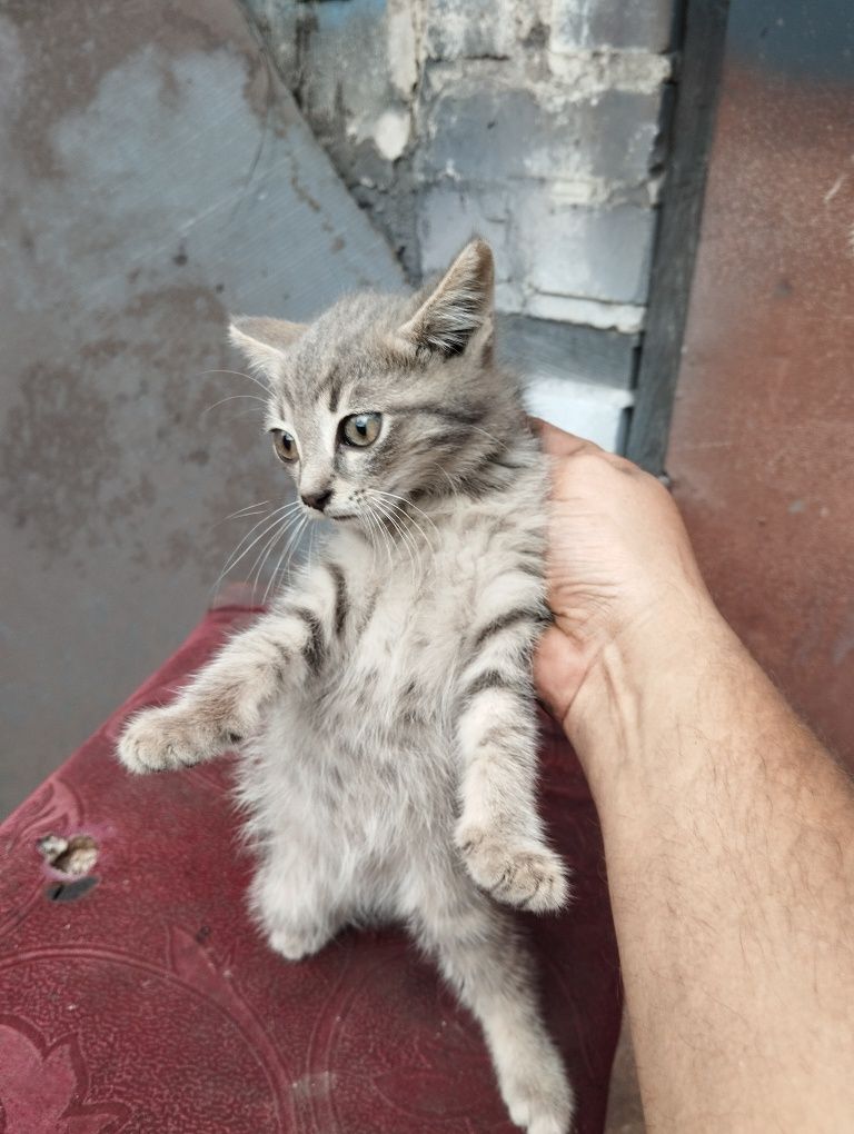 Отдам в добрые руки