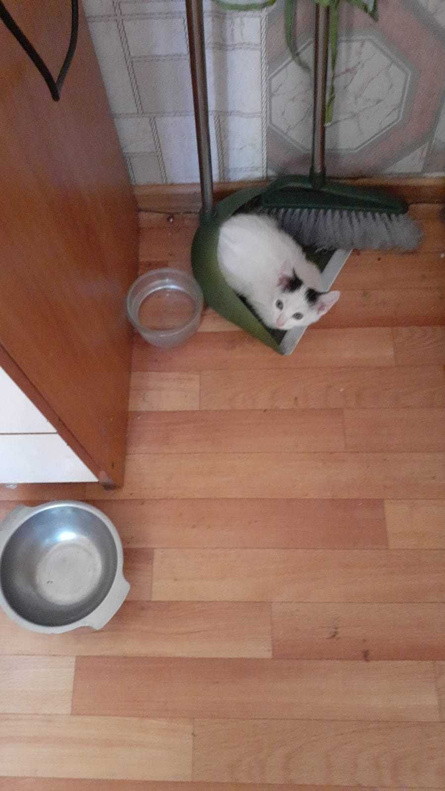 Котята в хорошие, добрые руки