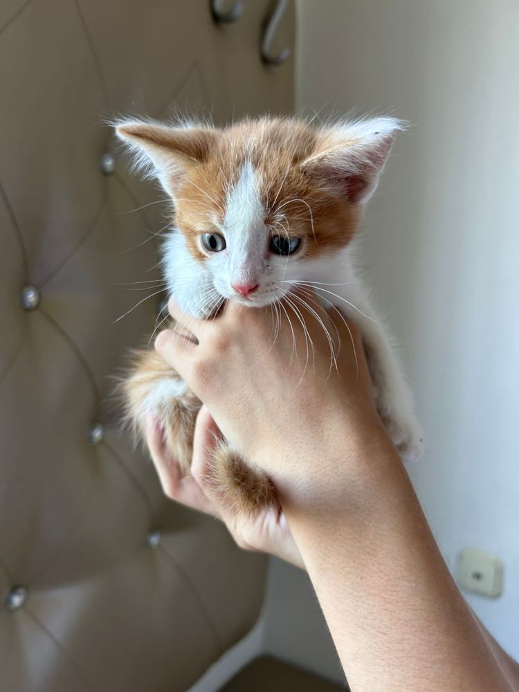 Отдам котят даром