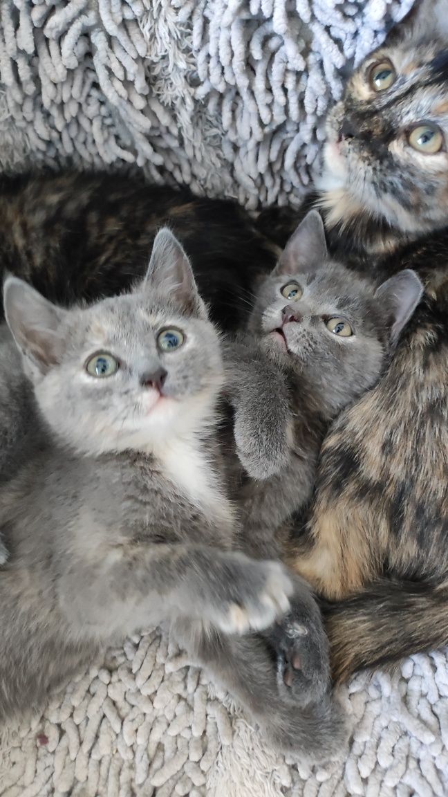 Кошечки в поисках любящих хозяев