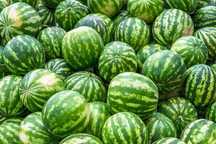 Продам Арбузы оптом и в розницу