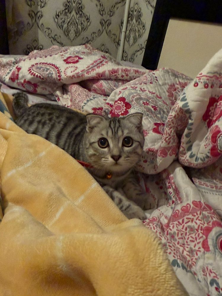Кот домащний чистый