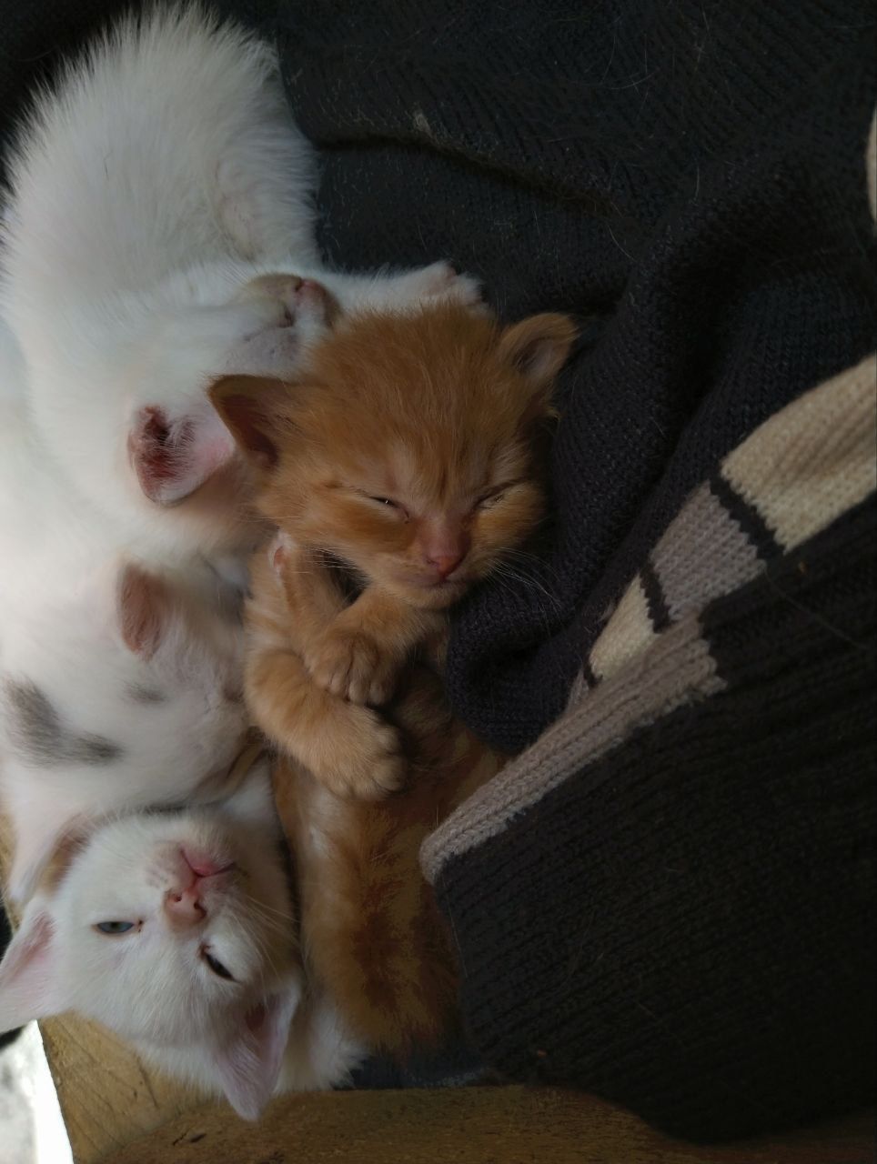 бесплатные котята в добрые руки