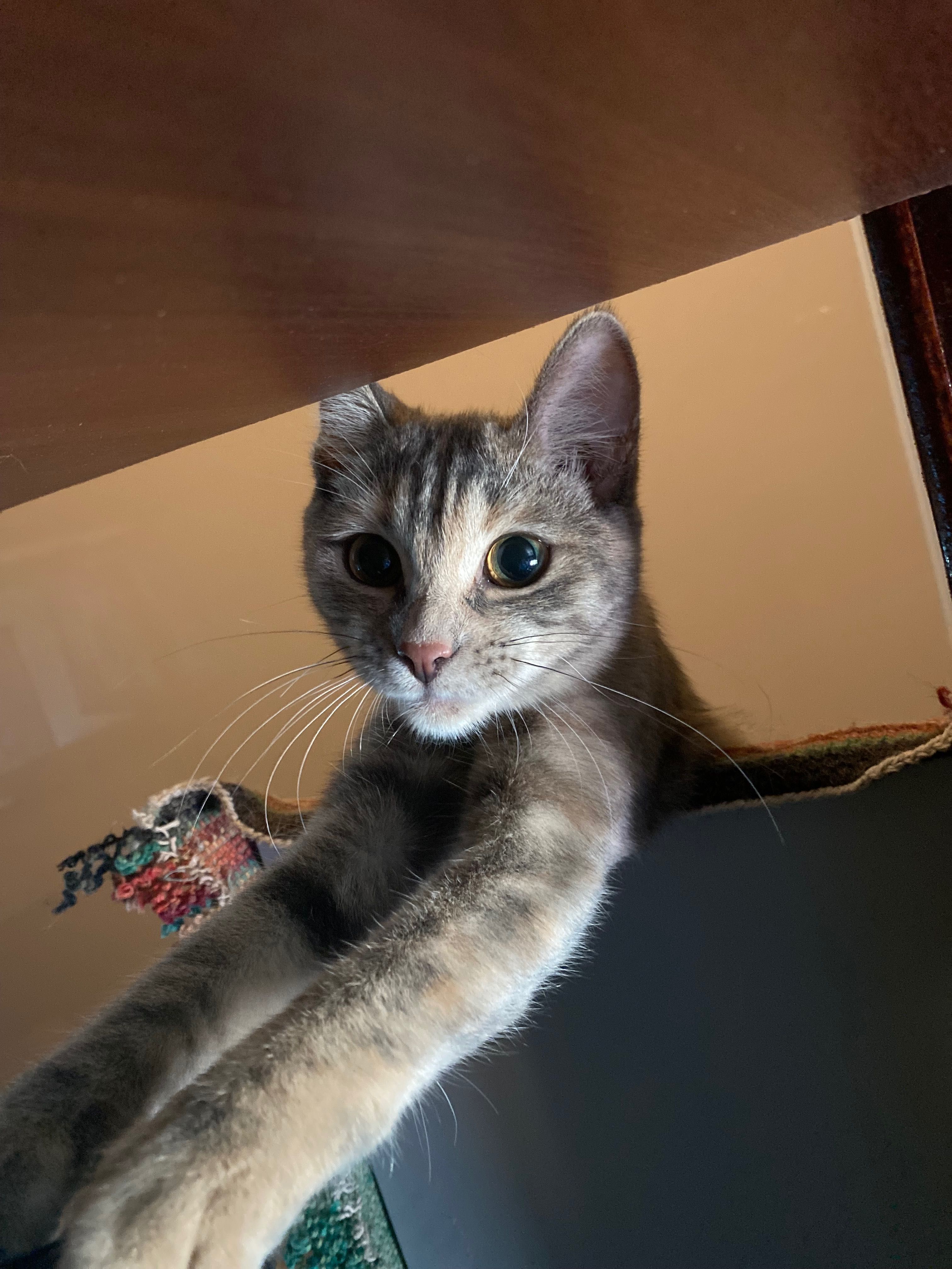 Котенку нужен дом