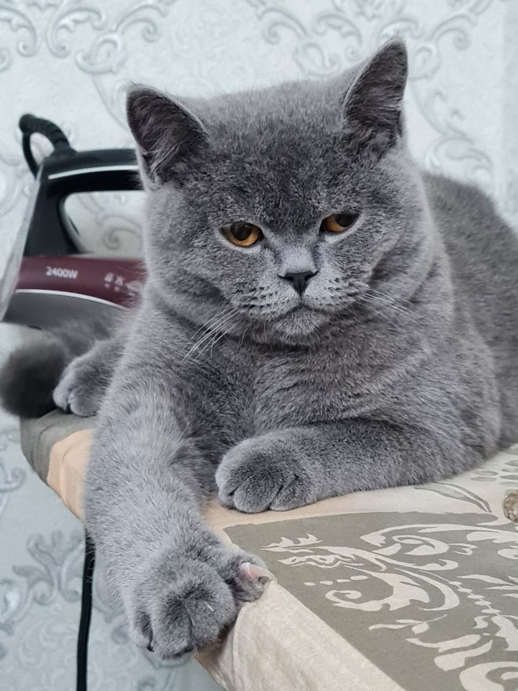Вязка котик ждет свою царицу