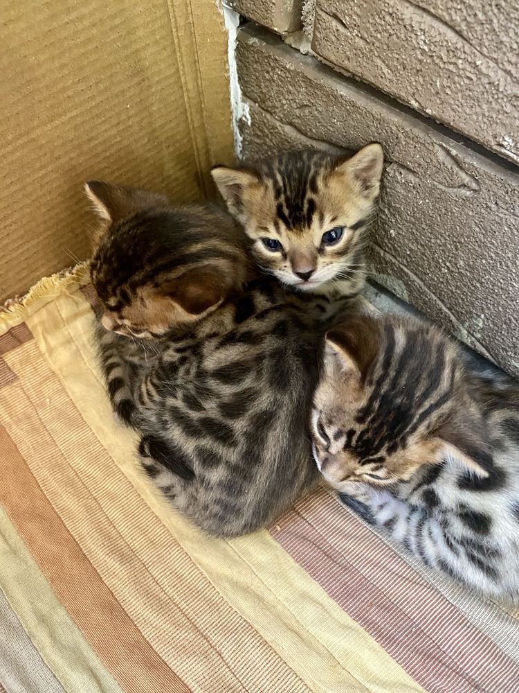 Бенгальские котята