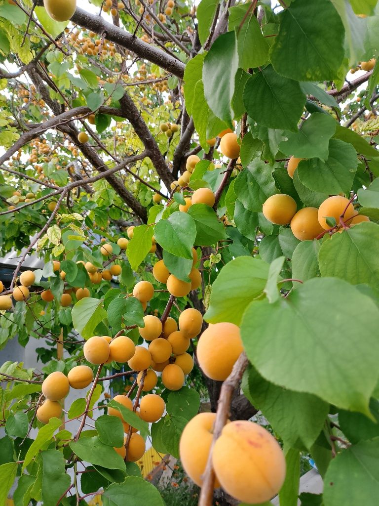 Продам абрикосы и яблоки