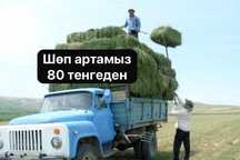 Шөп түеймыз 80 тенгеден