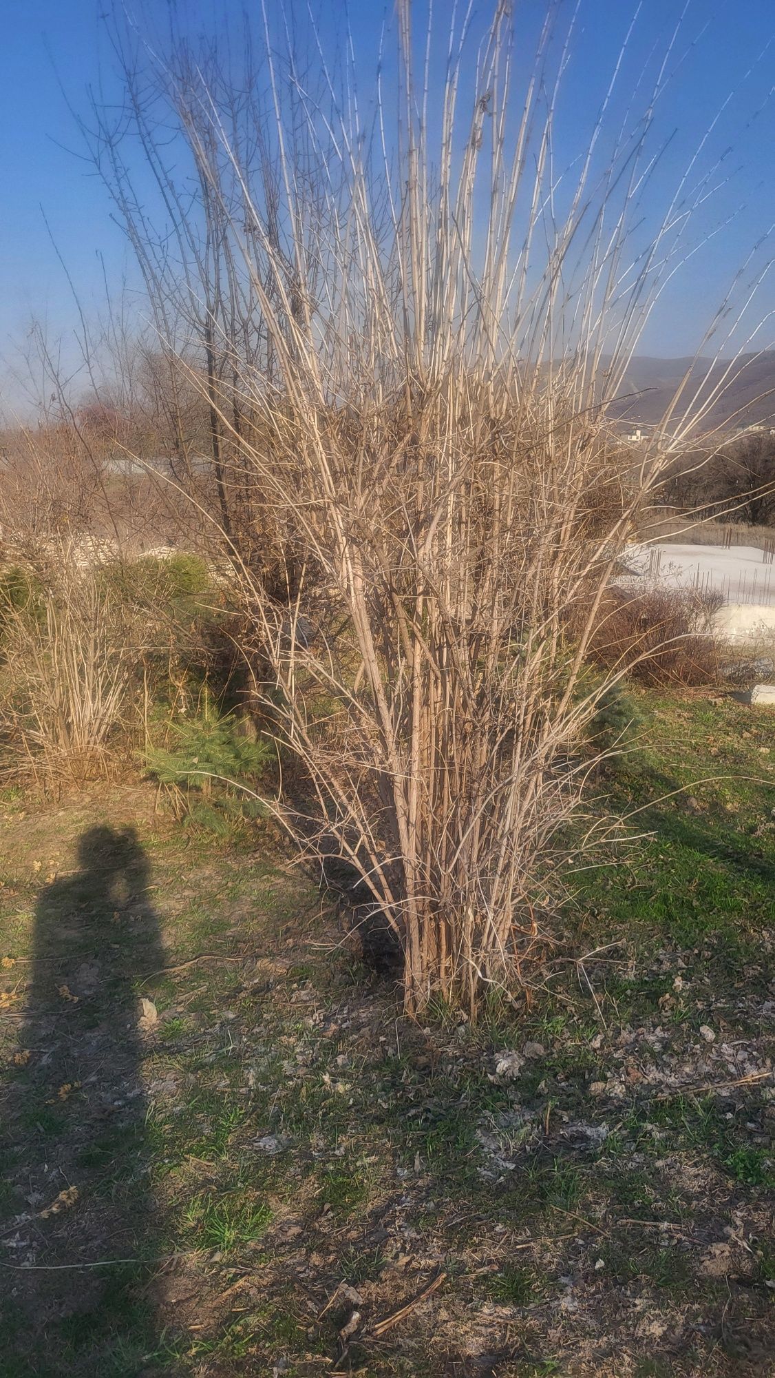 Продам бересклет европейский  .взрослые 5 лет. Выращенные в своём  сад
