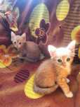 Отдам котят даром в хорошие руки
