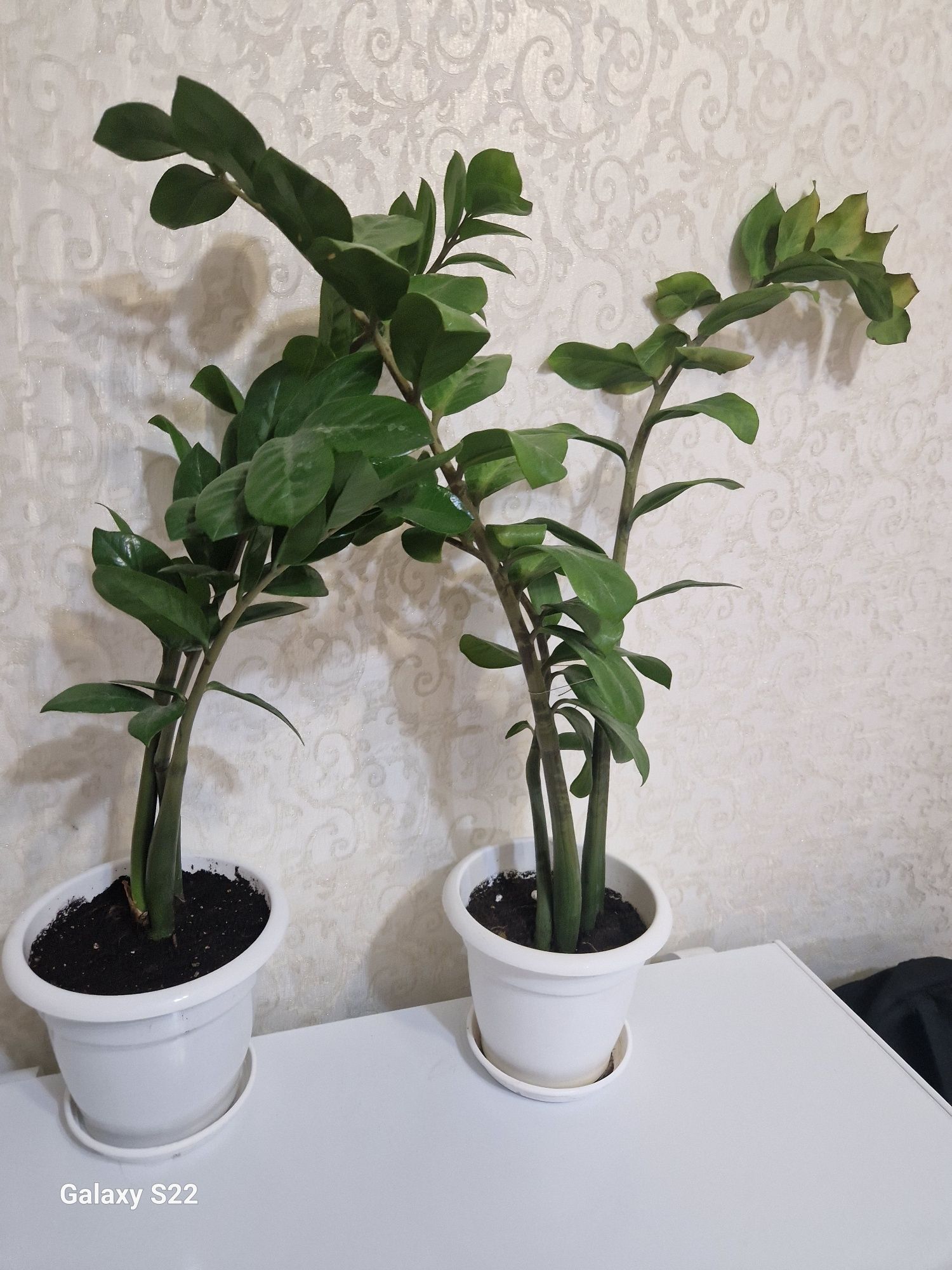 Продам замиакулькас, долларовый цветок.