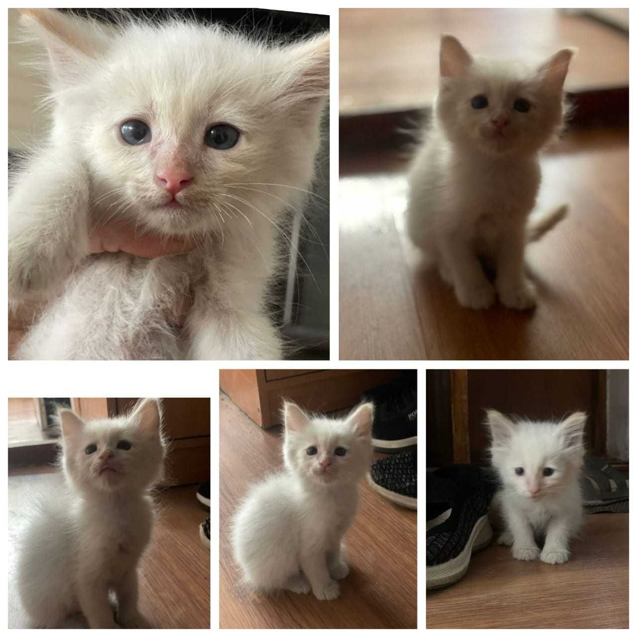 котенок бесплатно в добрые руки