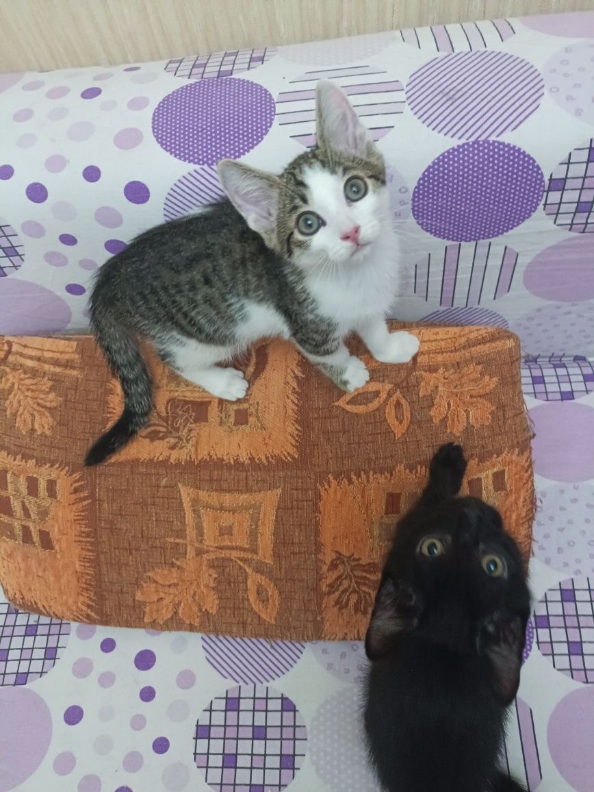 Котята,  в надёжные ручки, бесплатно!