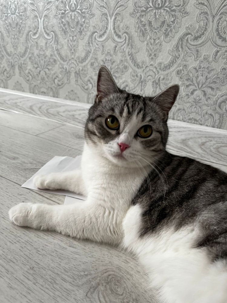 Отдам кота в добрые руки‼️‼️‼️