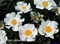 Клубни/корни коллекционных пионов