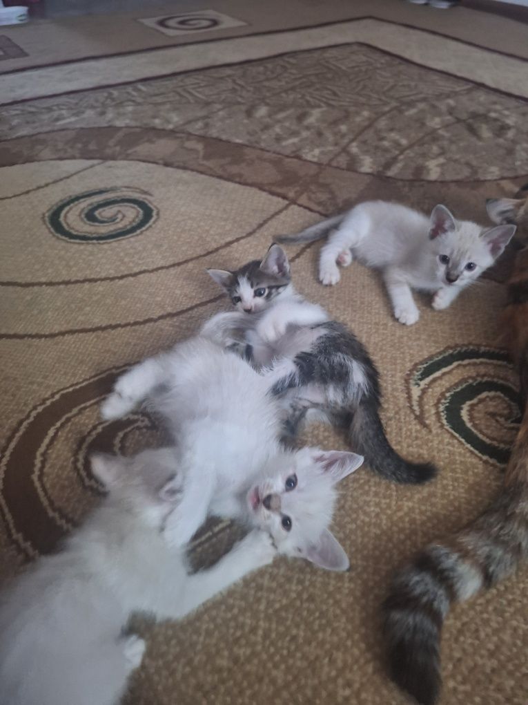 Котята бесплатно в добрые руки!
