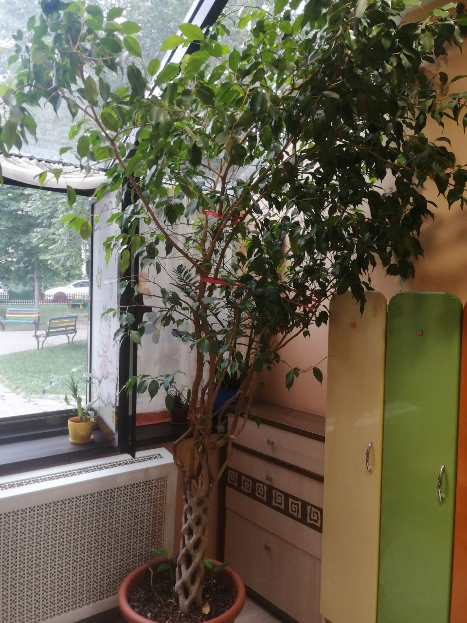 Комнатное растение фикус