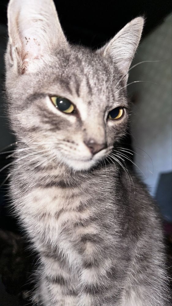 СРОЧНО! Отдам 3 котят в хорошие руки