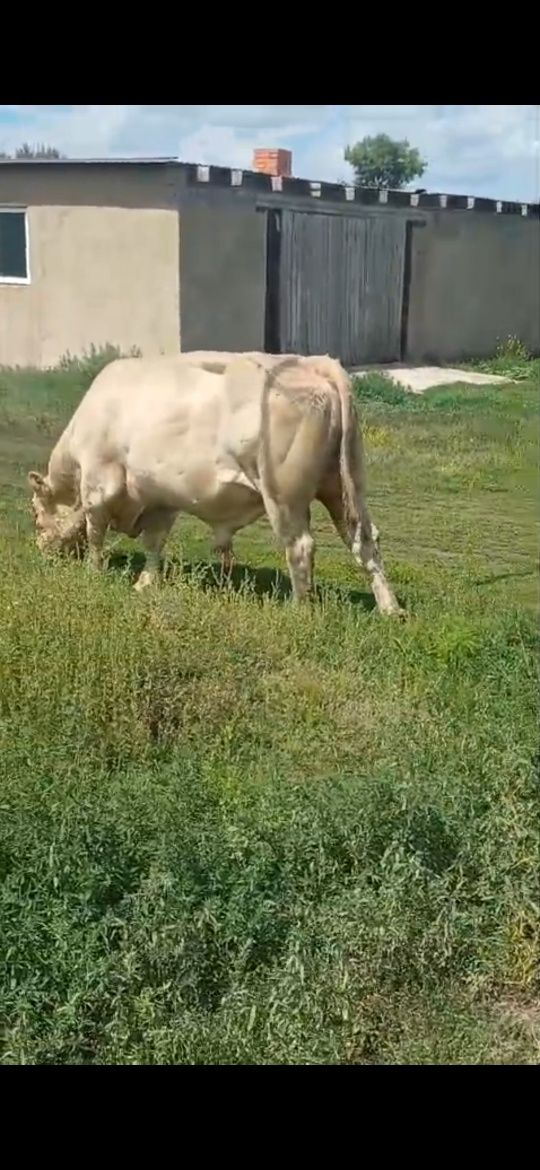 Быка Аулеколский