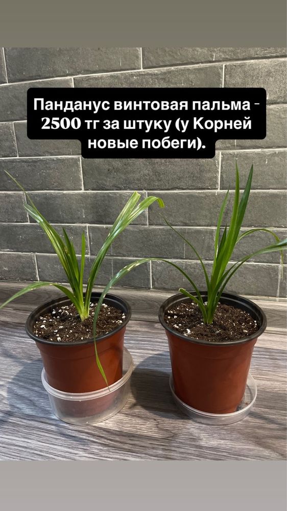 Продам комнатные цветы