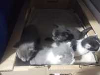 Котята отдам в хорошие руки