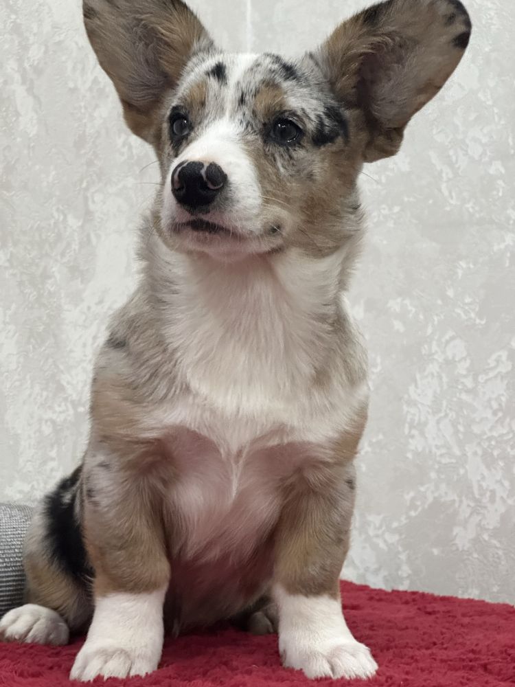 Шикарные вельш корги