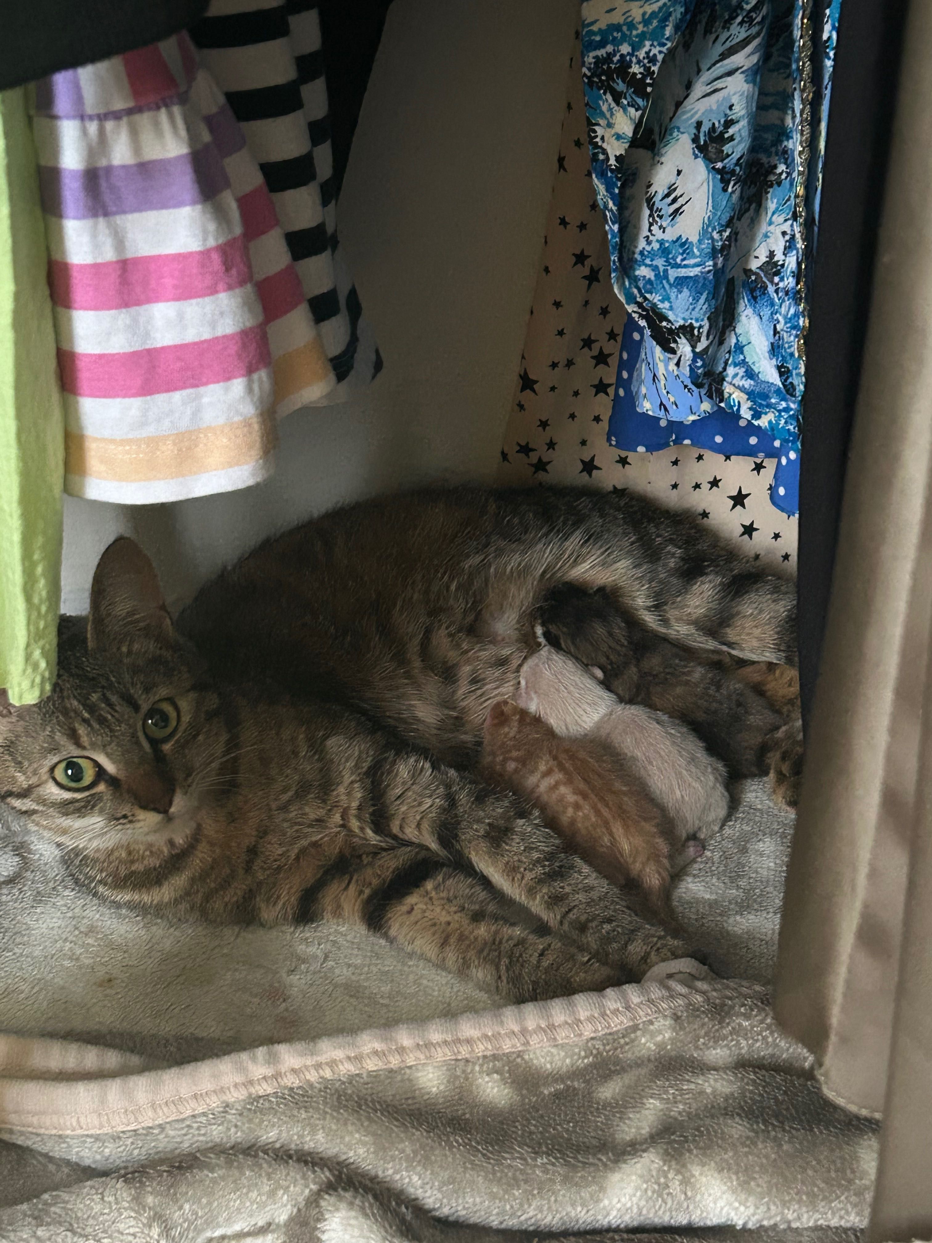 Отдам кошку с котятами в хорошую семью