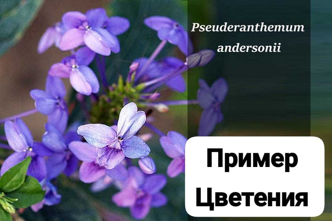 Продам домашние растения