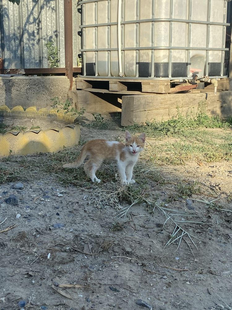 Бесплатно в добрые руки котята